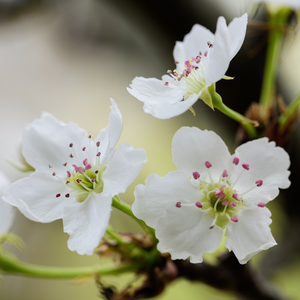 (总攻)帝皇的播种计划小说
